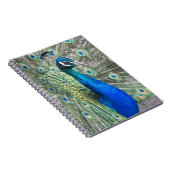 美しい青い孔雀の写真 ノートブック (右側)