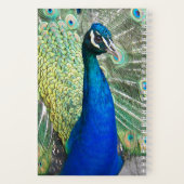 美しい青い孔雀の羽毛の写真 ノートブック (裏面)