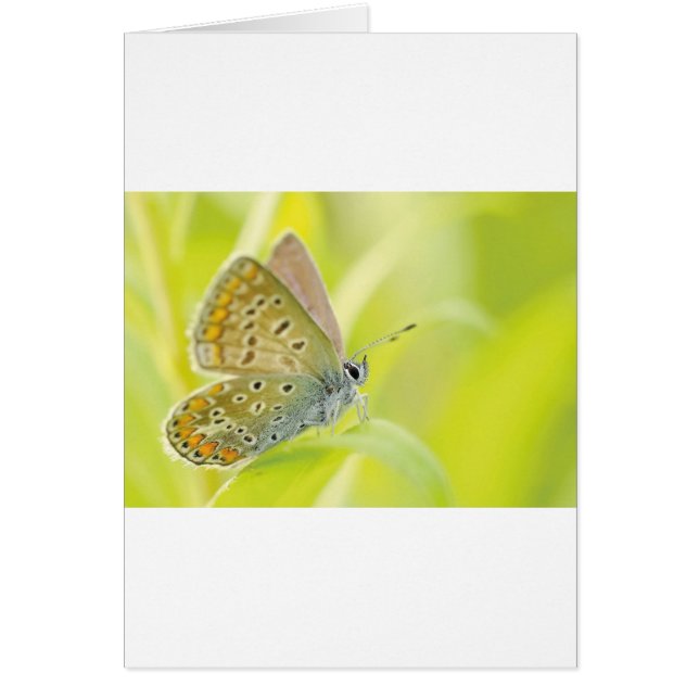 美しい青い斑点の蝶 (正面)