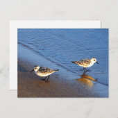 美しい青い水のサンドパイパー写真 ポストカード (正面/裏面)