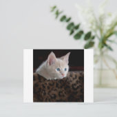 美しい青い目のクリーム色の子猫 ポストカード (スタンド正面)