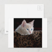 美しい青い目のクリーム色の子猫 ポストカード (正面/裏面)