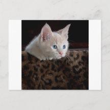 美しい青い目のクリーム色の子猫