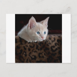 美しい青い目のクリーム色の子猫 ポストカード