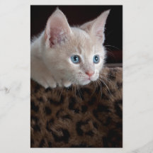 美しい青い目のクリーム色の子猫