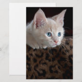 美しい青い目のクリーム色の子猫 便箋 (正面/裏面)