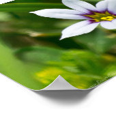 美しい青い目の草花のポスター ポスター (角)