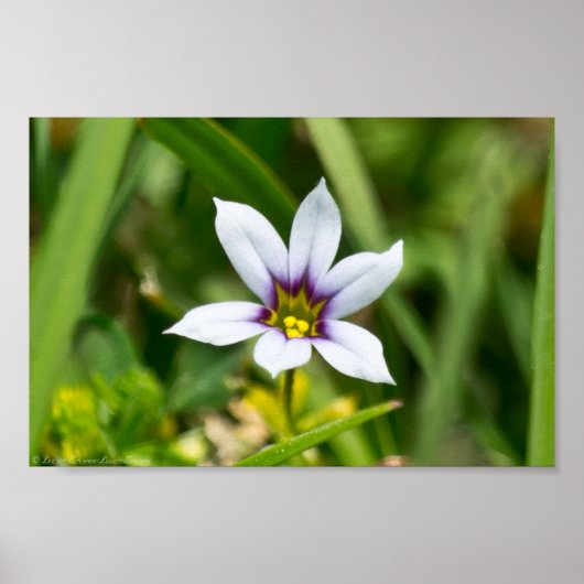 美しい青い目の草花のポスター ポスター (正面)
