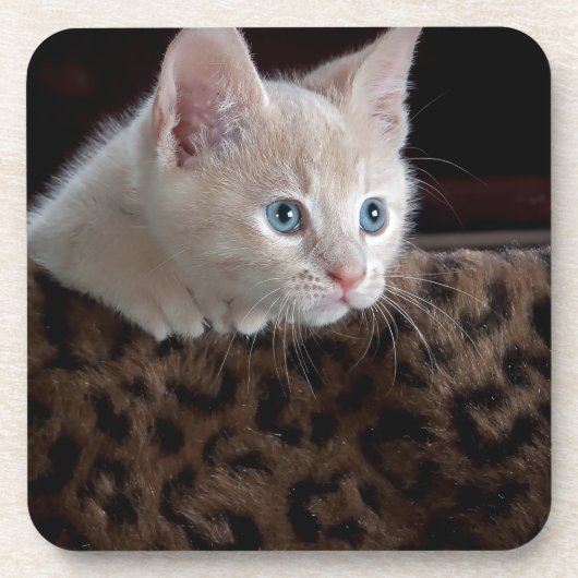 美しい青い目を持つクリームキッチン コースター (正面)