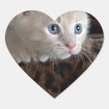 美しい青い目を持つクリームキッチン