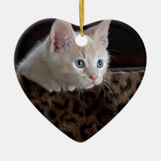 美しい青い目を持つクリーム色の子猫 セラミックオーナメント (正面)