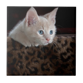 美しい青い目を持つクリーム色の子猫 タイル