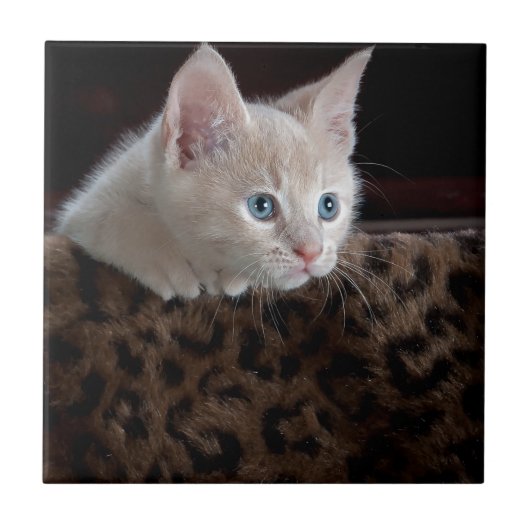 美しい青い目を持つクリーム色の子猫 タイル (正面)