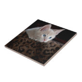 美しい青い目を持つクリーム色の子猫 タイル (側面)