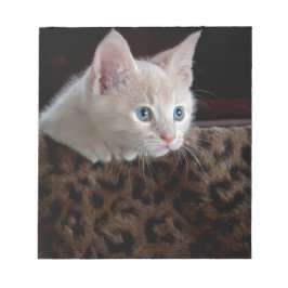 美しい青い目を持つクリーム色の子猫 ノートパッド