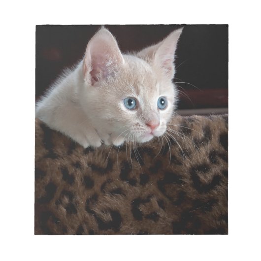 美しい青い目を持つクリーム色の子猫 ノートパッド (正面)