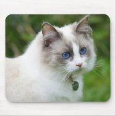 美しい青い瞳の子猫 マウスパッド (正面)