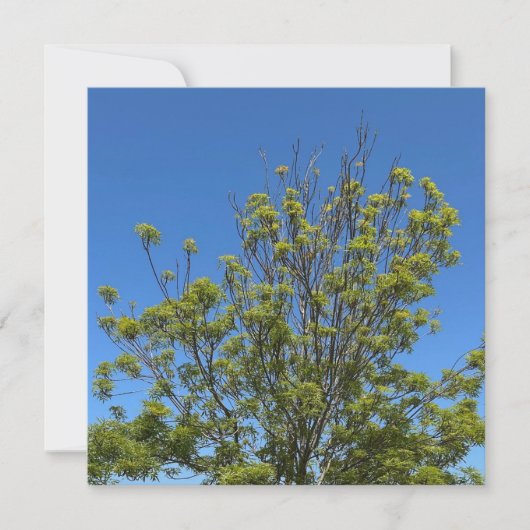美しい青い空の写真の背の高い灰の木 カード (正面)
