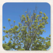 美しい青い空の写真の背の高い灰の木 スクエアペーパーコースター (正面)