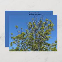 美しい青い空の写真の背の高い灰の木