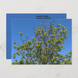 美しい青い空の写真の背の高い灰の木 ポストカード