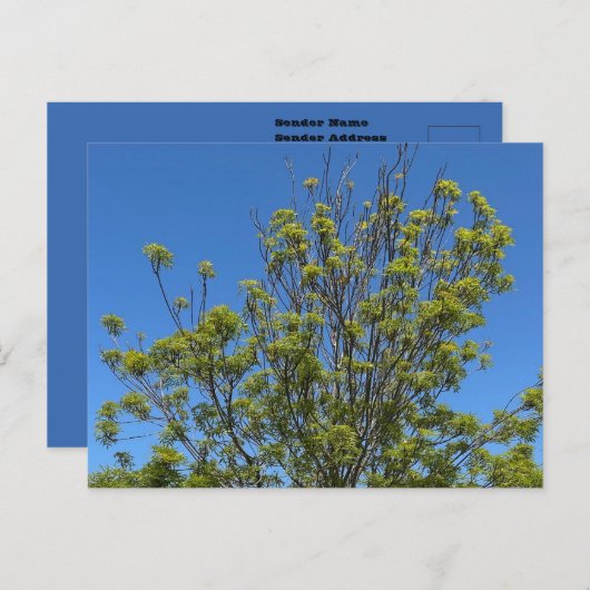 美しい青い空の写真の背の高い灰の木 ポストカード (正面/裏面)
