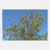 美しい青い空の写真の背の高い灰の木 ラッピングペーパーシート (正面)