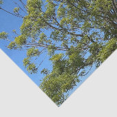 美しい青い空の写真の背の高い灰の木 薄葉紙 (詳細)