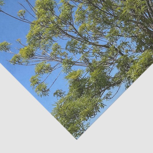 美しい青い空の写真の背の高い灰の木 薄葉紙 (詳細)