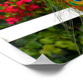 美しい青い緑の孔雀の写真スタイリッシュモダン ポスター (角)