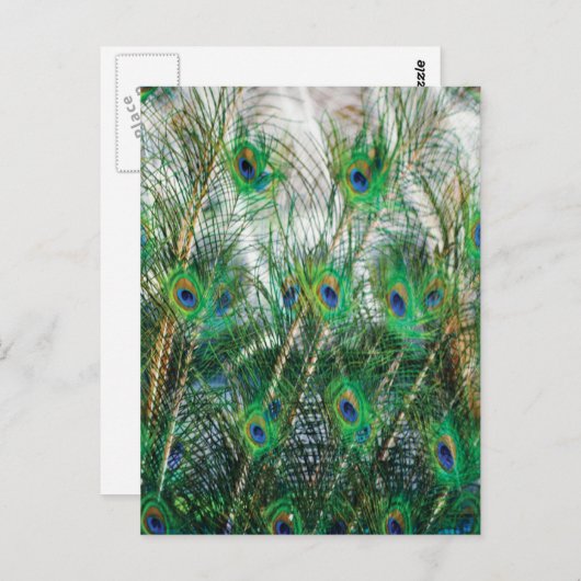 美しい青い緑の金ゴールド色クジャクの羽 ポストカード (正面/裏面)