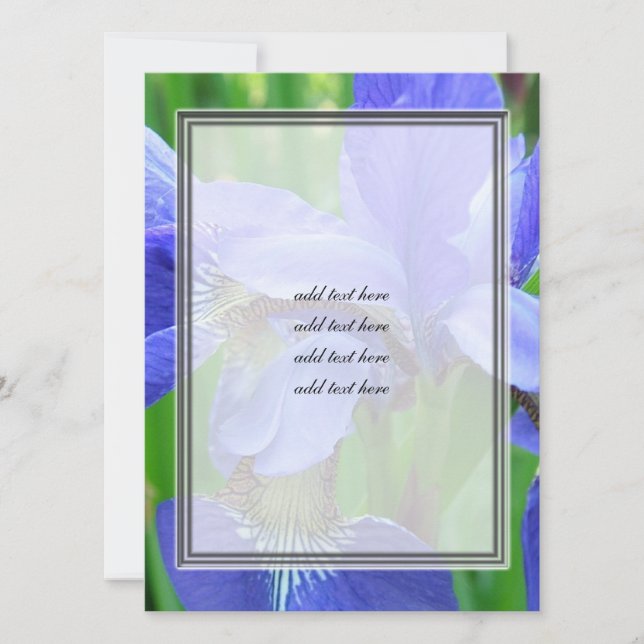 美しい青い菖蒲の花 (正面)