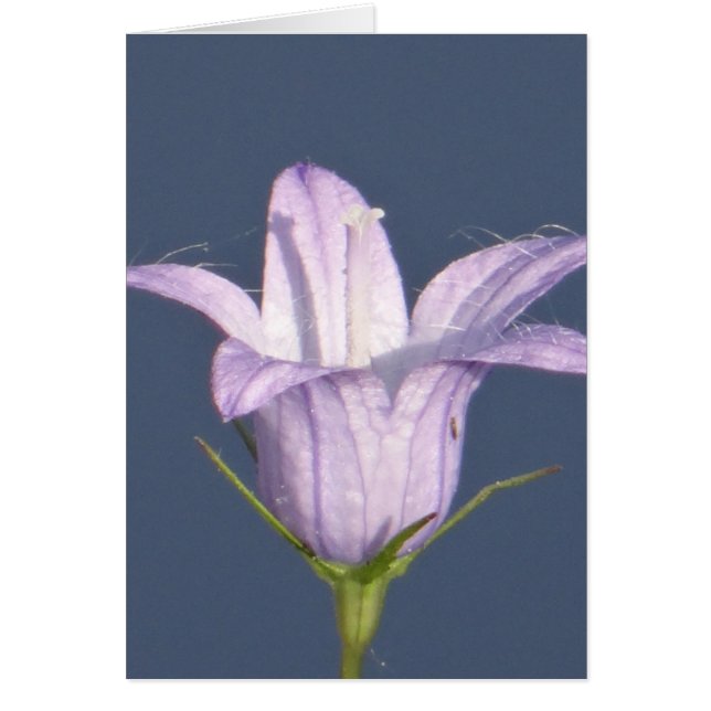 美しい青い鐘花 (正面)