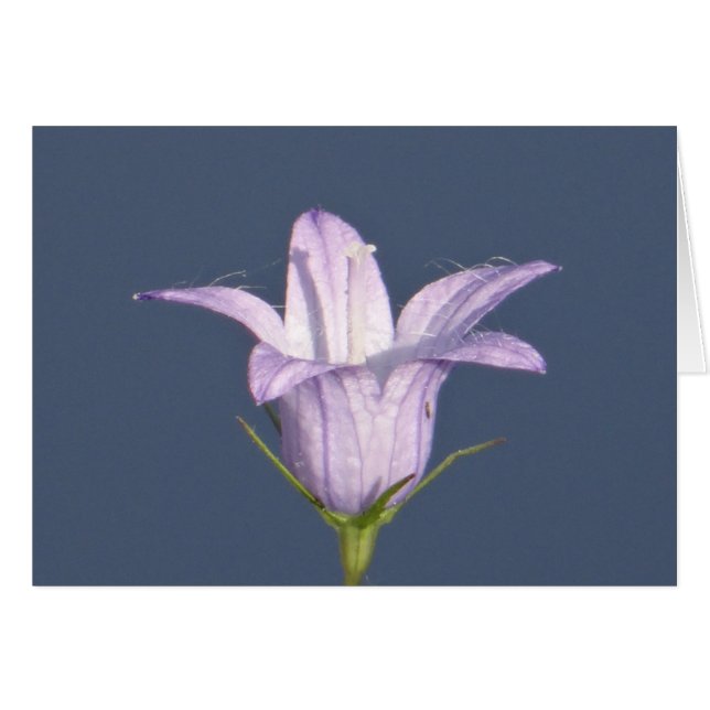 美しい青い鐘花 (正面横)