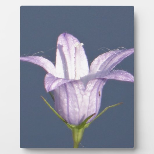 美しい青い鐘花 フォトプラーク (正面)