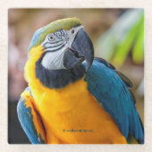 美しい青と金ゴールドマコーオウム ガラスコースター (正面)