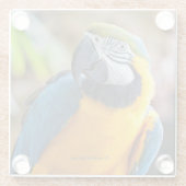 美しい青と金ゴールドマコーオウム ガラスコースター (裏面)