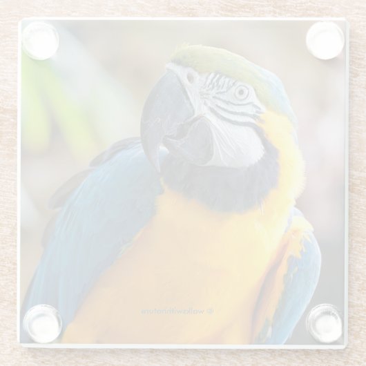 美しい青と金ゴールドマコーオウム ガラスコースター (裏面)