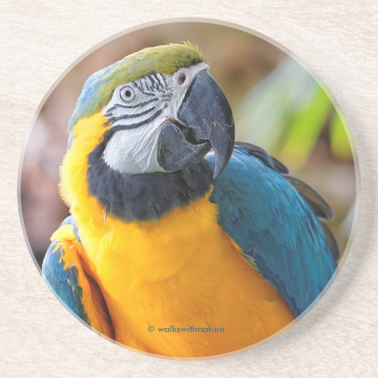 美しい青と金ゴールドマコーオウム コースター (正面)