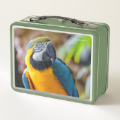 美しい青と金ゴールドマコーオウム メタルランチボックス (裏面)