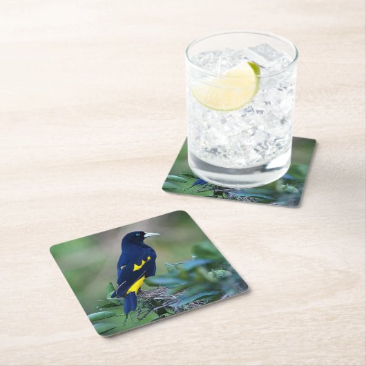 美しい青と黄色の鳥 スクエアペーパーコースター (インサイチュ)