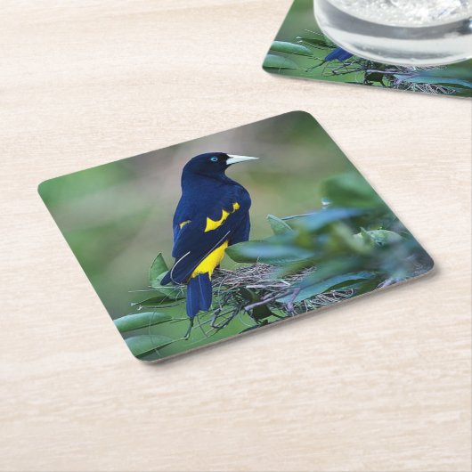 美しい青と黄色の鳥 スクエアペーパーコースター (アングル)