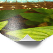 美しい青と黒の蝶のポスター フォトプリント            (角)