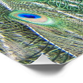 美しい青の孔雀の写真の光沢 ポスター (コーナー)