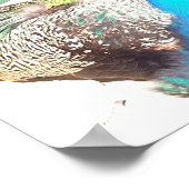 美しい青の男性ピーコックオールドバーン ポスター (角)