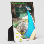 美しい青の男性孔雀バーンドイーゼル フォトプラーク (側面)