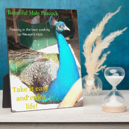 美しい青の男性孔雀バーンドイーゼル フォトプラーク