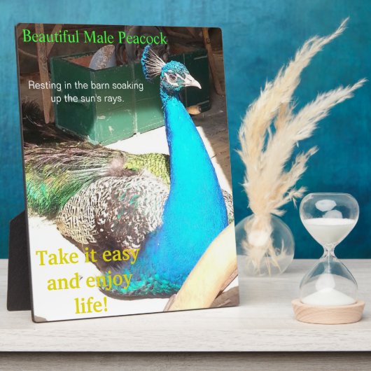 美しい青の男性孔雀バーンドイーゼル フォトプラーク (側面)