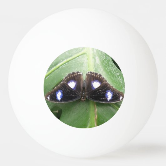 美しい青まだら蝶ピンポンボール 卓球ボール (裏面)