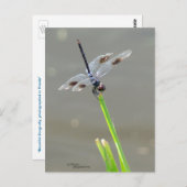 美しい青トンボはがき ポストカード (正面/裏面)